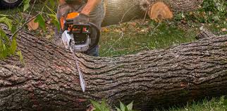 Best Tree and Shrub Care  in Blue Point, NY