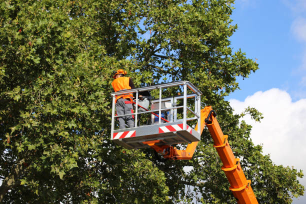 Lawn Watering Services in Blue Point, NY