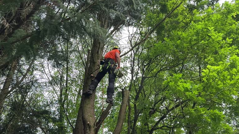 Why Choose Our Tree Removal Services in Blue Point, NY?